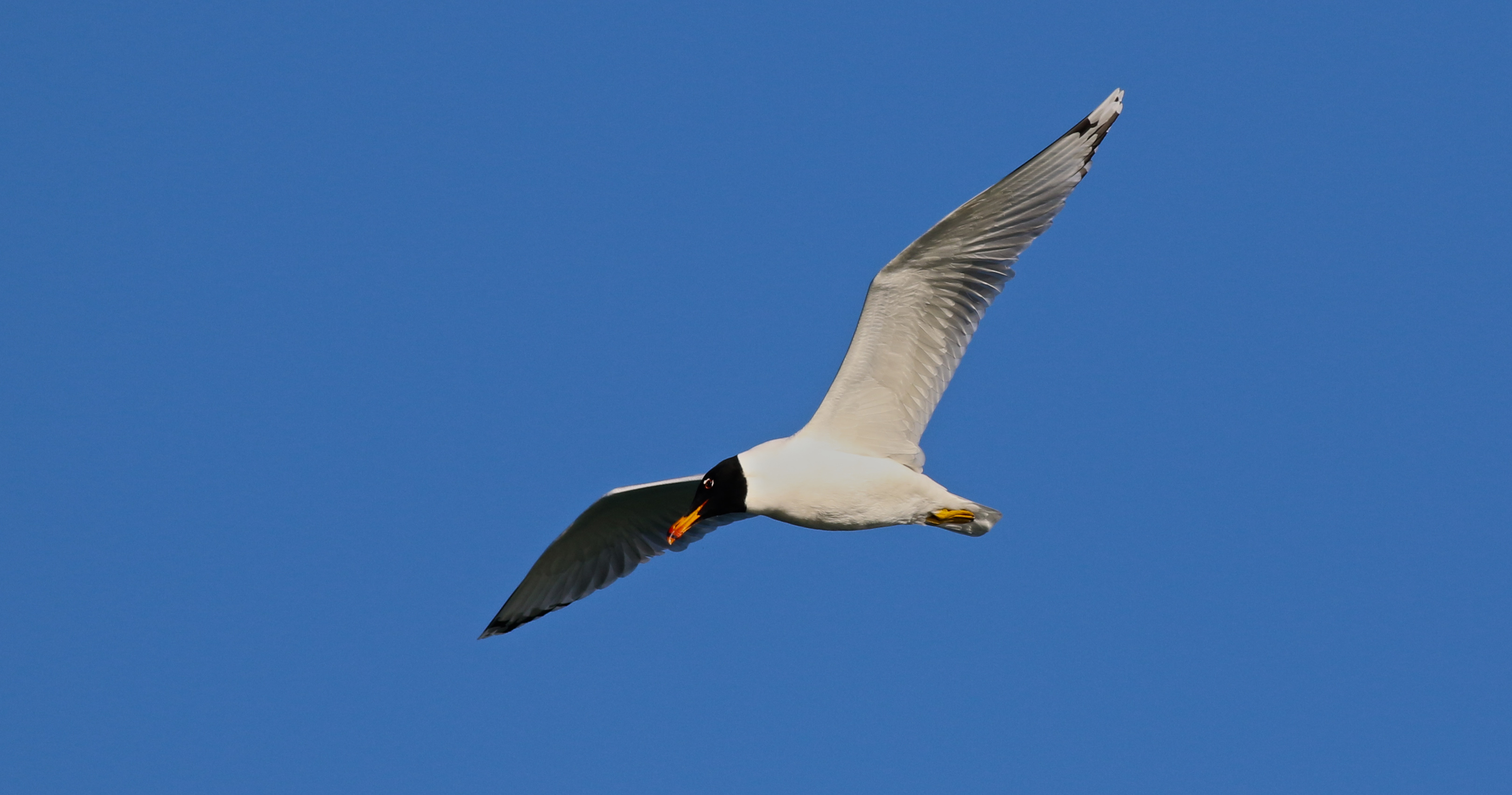 Pallas's Gull